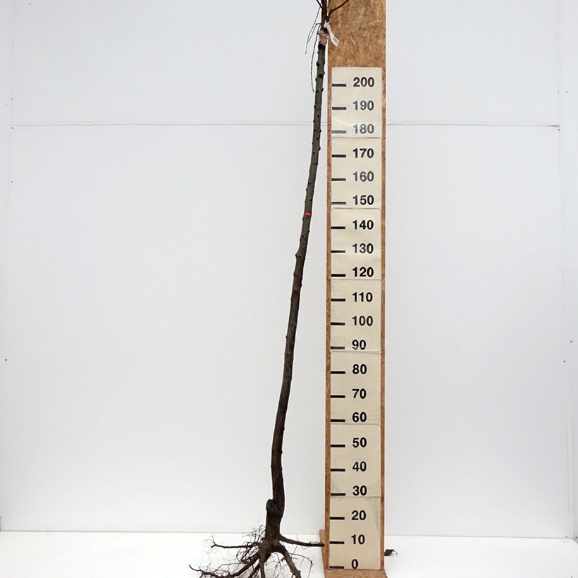 Exemplar von Pflaume Mr. Hâtif - Prunus domestica Wurzelnackt, Hochstamm wie im Winter geliefert