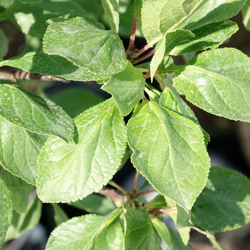 Pflaume nain Goldust courod - Prunus domestica (Foliage)