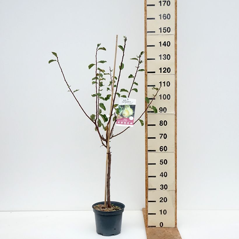 Exemplar von Pflaume nain Goldust courod - Prunus domestica Topf mit 6L/7L, 1/4 Stängel wie im Herbst geliefert