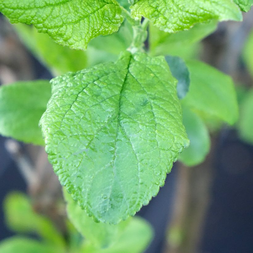 Pflaume Hanna - Prunus domestica (Laub)