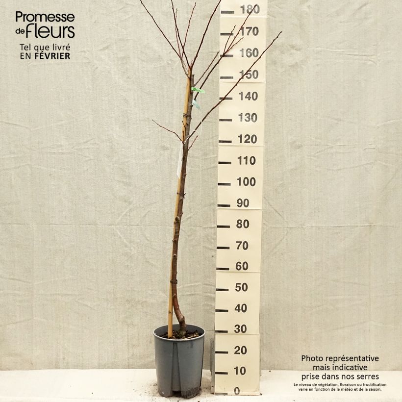 Exemplar von Prunier Président Pot de 7,5L/10L, Demi-Tige wie im Winter geliefert