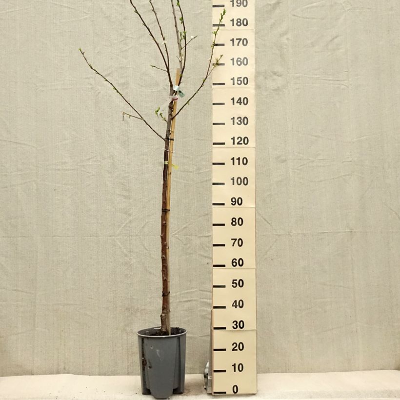 Exemplar von Pflaume Président - Prunus domestica Topf mit 7,5L/10L, Halbstamm wie im Frühjahr geliefert