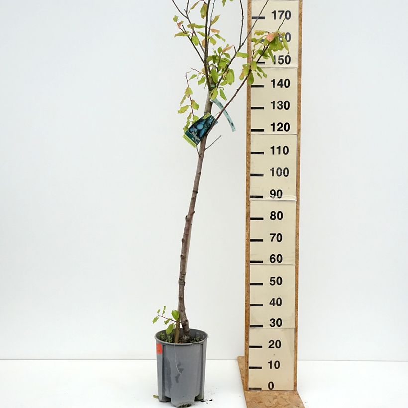 Exemplar von Pflaume Président - Prunus domestica Topf mit 7,5L/10L, Halbstamm wie im Sommer geliefert