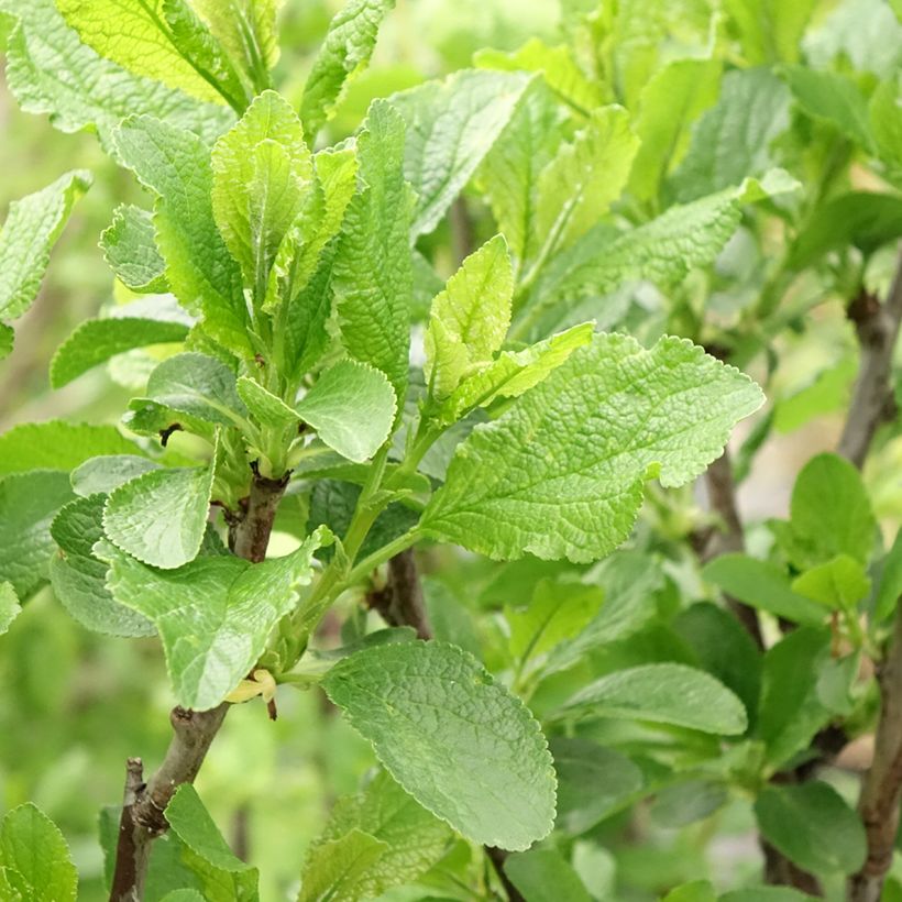 Pflaume Victoria - Prunus domestica (Laub)