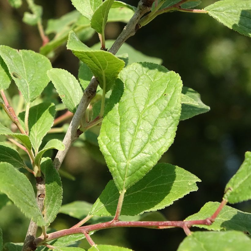 Zwetschge Quetsche Blanche de Létricourt - Prunus domestica (Foliage)