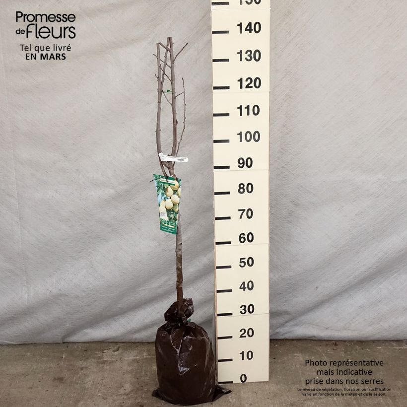 Example of Zwetschge Quetsche Blanche de Létricourt - Prunus domestica Plug "Fertig-zum-Pflanzen", Halbstamm as you get in printemps