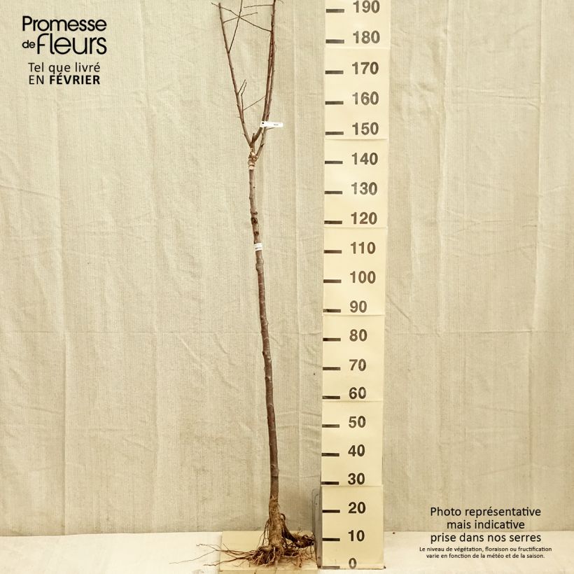 Example of Zwetschge Quetsche Blanche de Létricourt - Prunus domestica Wurzelnackt, Halbstamm as you get in hiver