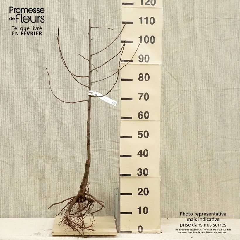 Exemplar von Zwetschge Quetsche d'Alsace Bio - Prunus domestica Wurzelnackt, Heister wie im Winter geliefert