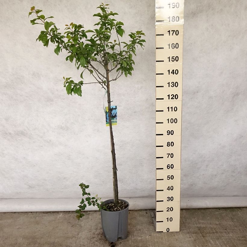 Exemplar von Zwetschge Quetsche d'Alsace - Prunus domestica Topf mit 7,5L/10L, Halbstamm wie im Sommer geliefert