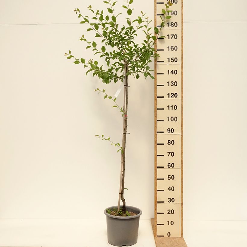 Exemplar von Zwetschge Quetsche d'Alsace - Prunus domestica Topf mit 7,5L/10L, Halbstamm wie im Frühjahr geliefert