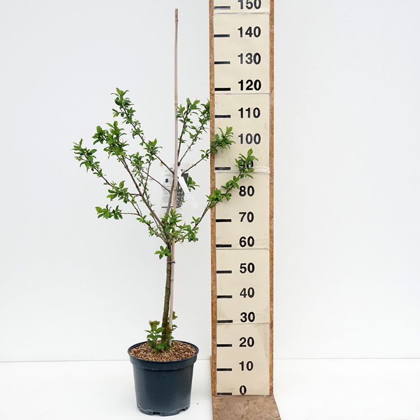 Exemplar von Zwetschge Quetsche d'Alsace - Prunus domestica Topf mit 7,5L/10L, Gobelet-Form wie im Frühjahr geliefert