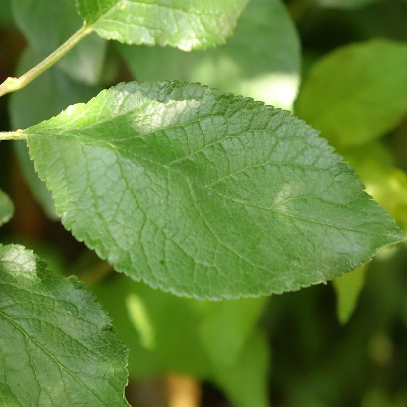 Zwetschge Stanley - Prunus domestica (Foliage)