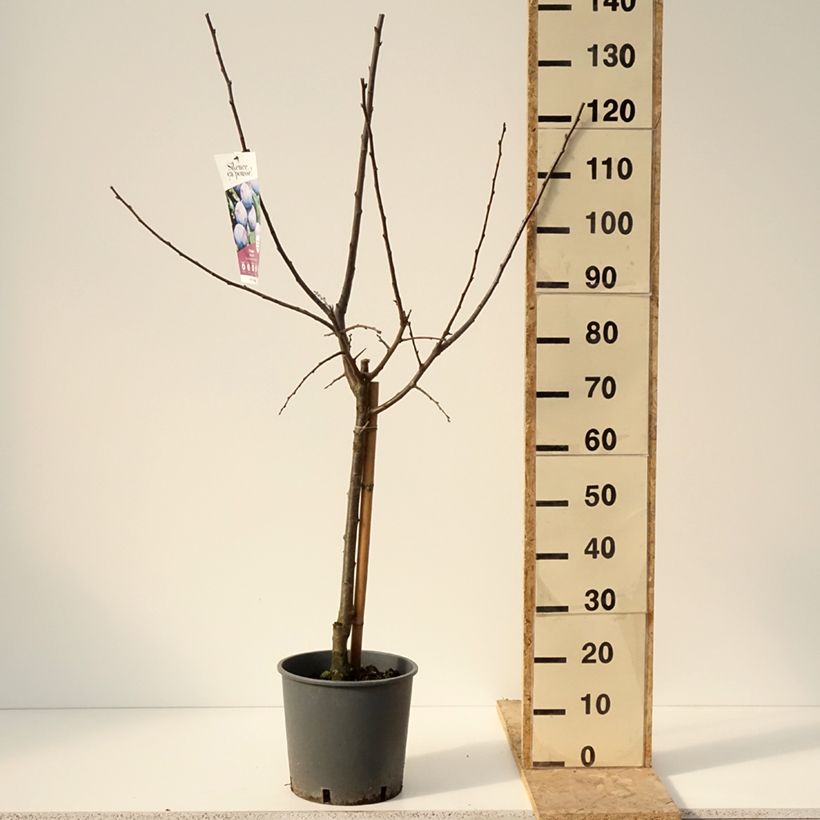 Exemplar von Prunier Quetsche Stanley Pot de 7,5L/10L, Gobelet wie im Winter geliefert