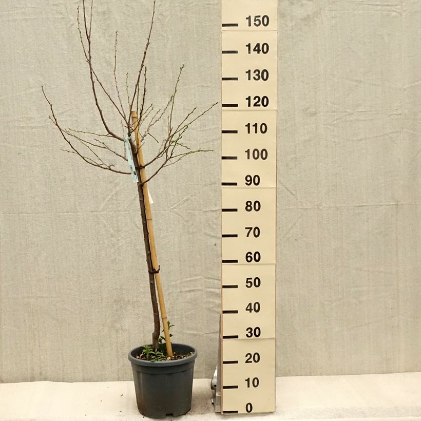 Example of Zwetschge Stanley - Prunus domestica Topf mit 7,5L/10L, Gobelet-Form as you get in printemps