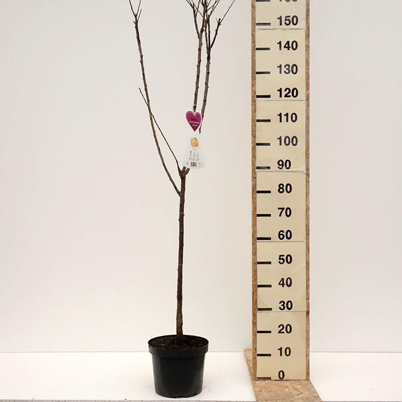 Exemplar von Prunier Reine Claude d'Oullins  Pot de 7,5L/10L, Gobelet wie im Winter geliefert