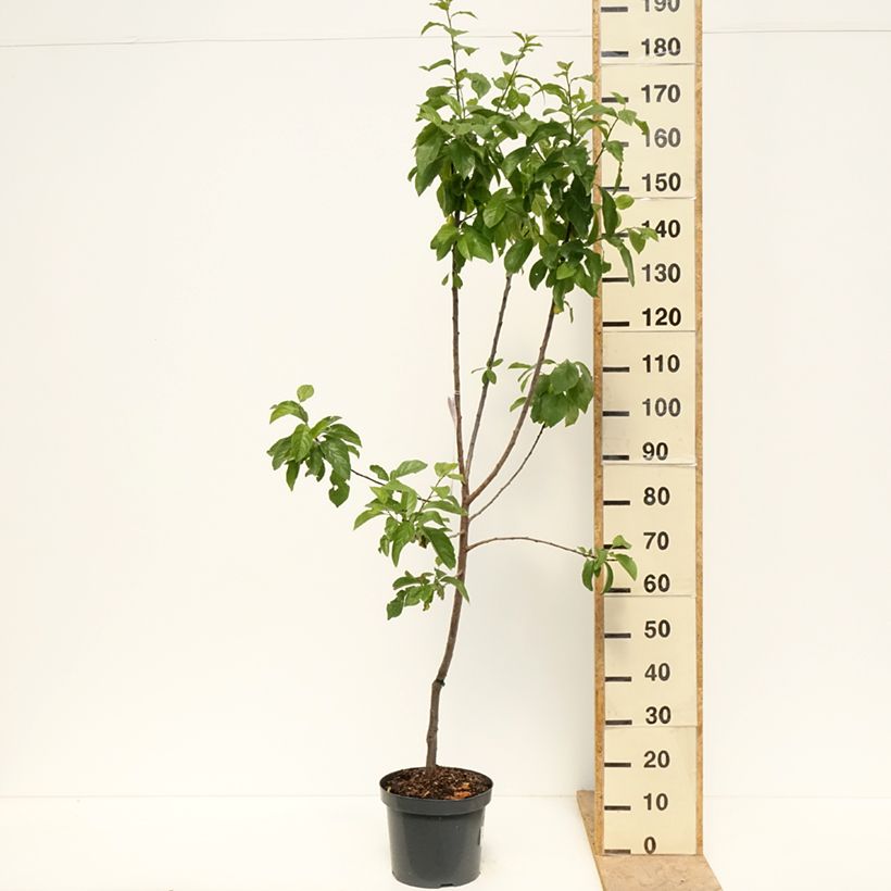 Exemplar von Pflaume Oullins Reneklode - Prunus domestica Topf mit 7,5L/10L, Gobelet-Form wie im Frühjahr geliefert