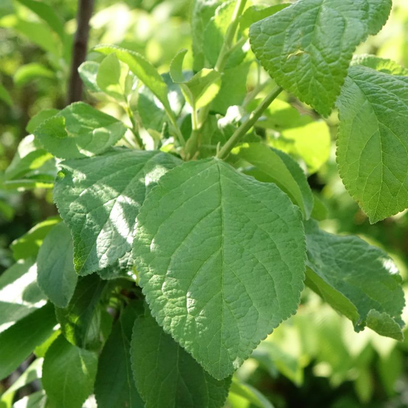 Pflaume Bavay Reneklode - Prunus domestica (Laub)