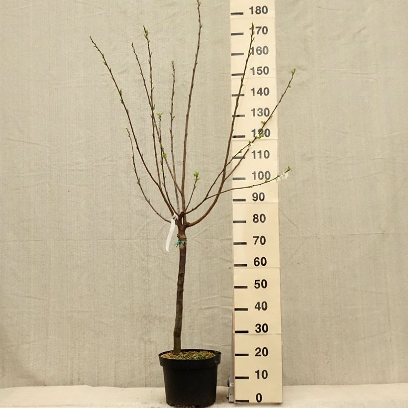 Exemplar von Pflaume Bavay Reneklode - Prunus domestica Topf mit 7,5L/10L, Gobelet-Form wie im Frühjahr geliefert