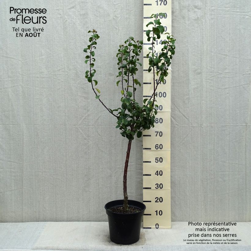 Exemplar von Pflaume Juillet Reneklode - Prunus x domestica Topf mit 7,5L/10L, Gobelet-Form wie im Sommer geliefert