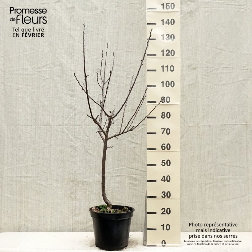 Exemplar von Pflaume Juillet Reneklode - Prunus x domestica Topf mit 7,5L/10L, Gobelet-Form wie im Winter geliefert