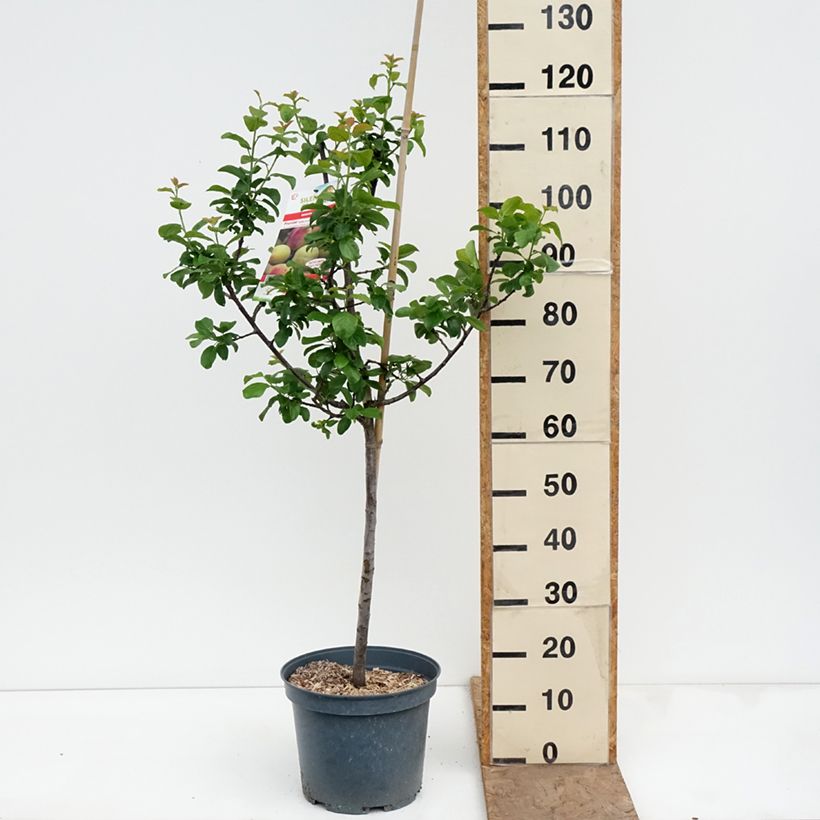 Exemplar von Pflaume Moissac Reneklode - Prunus domestica Topf mit 7,5L/10L, Gobelet-Form wie im Frühjahr geliefert