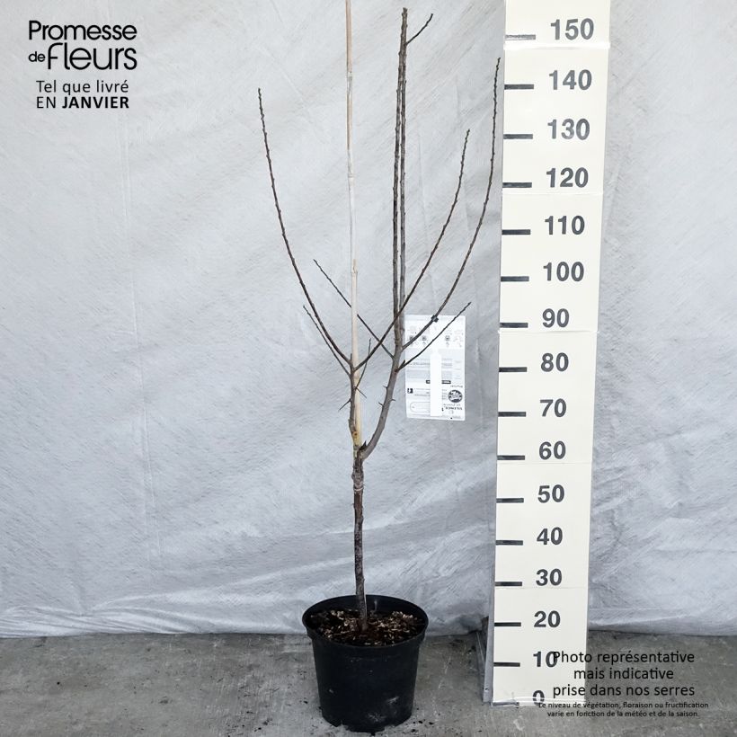 Exemplar von Pflaume Violette Reneklode - Prunus domestica Topf mit 7,5L/10L, Gobelet-Form wie im Winter geliefert