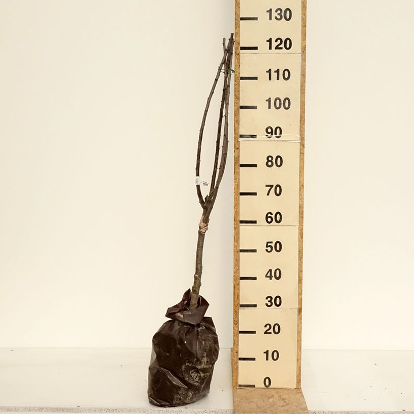 Example of Pflaume Reinegold - Prunus domestica Plug "Fertig-zum-Pflanzen", 1/4 Stängel as you get in printemps