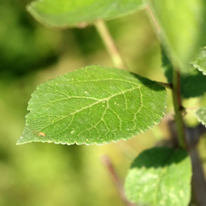 Pflaume Reinegold - Prunus domestica (Foliage)
