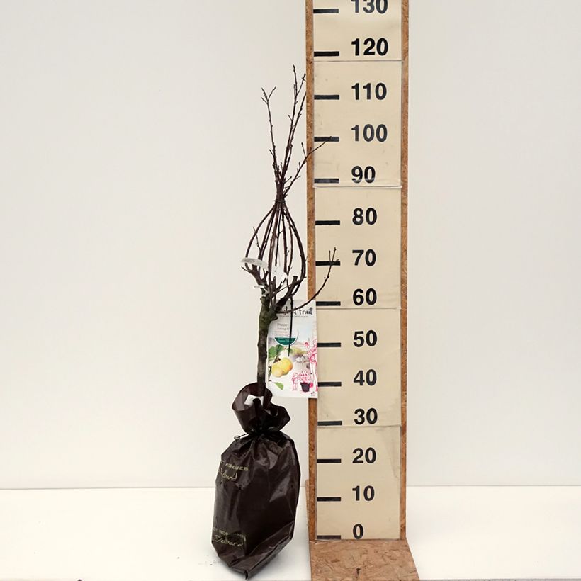 Exemplar von Pflaume Reinegold - Prunus domestica Ballenware "Fertig-zum-Pflanzen", 1/4 Stängel wie im Herbst geliefert