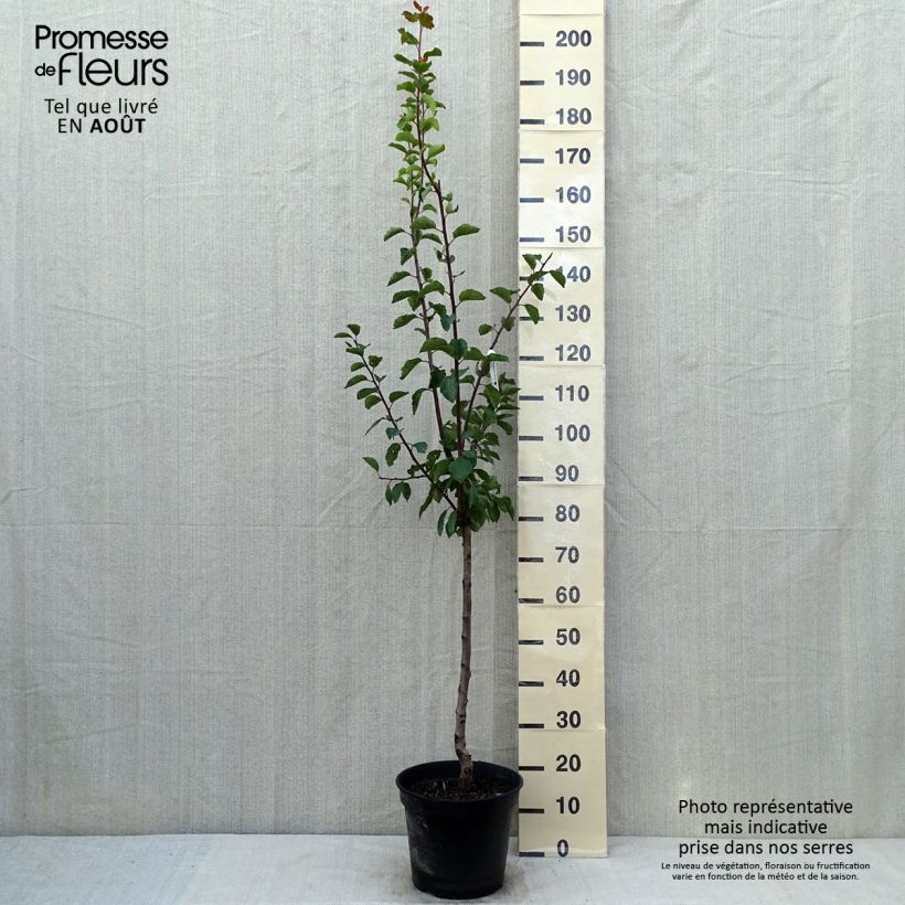 Exemplar von Pflaumenbaum Sainte Catherine - Prunus x domestica Topf mit 7,5L/10L, Gobelet-Form wie im Sommer geliefert