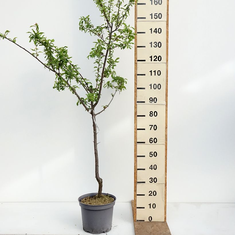 Exemplar von Pflaumenbaum Sainte Catherine - Prunus x domestica Topf mit 7,5L/10L, Gobelet-Form wie im Frühjahr geliefert
