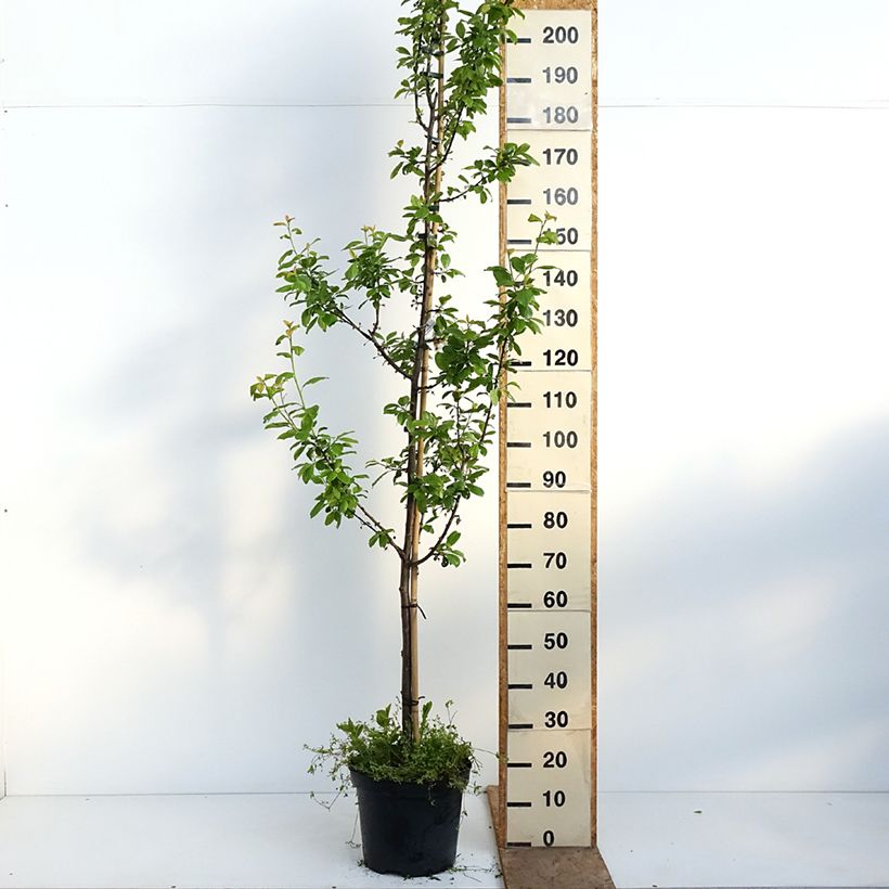 Exemplar von Pflaume Węgierka Dąbrowicka - Prunus domestica Topf mit 7,5L/10L, Gobelet-Form wie im Frühjahr geliefert