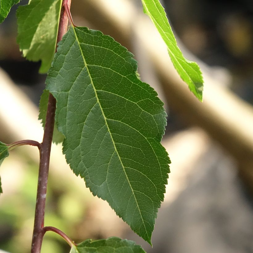 Pflaume Wignon - Prunus domestica (Foliage)