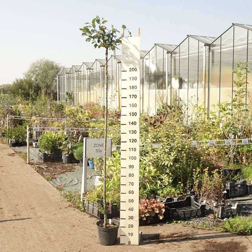 Exemplar von Pflaume Wignon - Prunus domestica Topf mit 7,5L/10L, Hochstamm wie im Sommer geliefert
