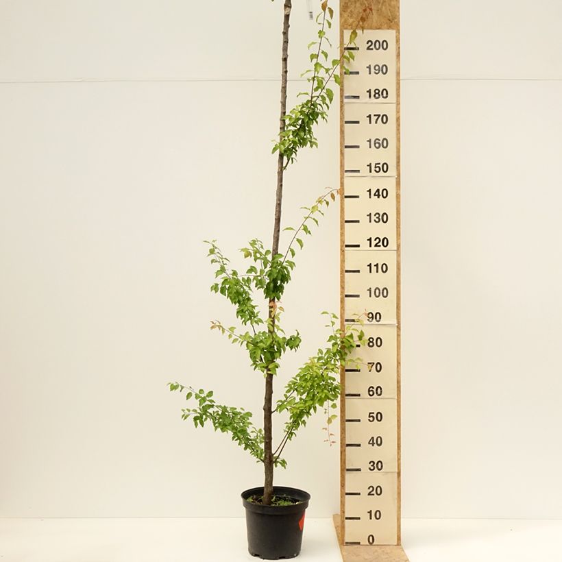 Example of Pflaume Wignon - Prunus domestica Topf mit 7,5L/10L, Hochstamm as you get in printemps