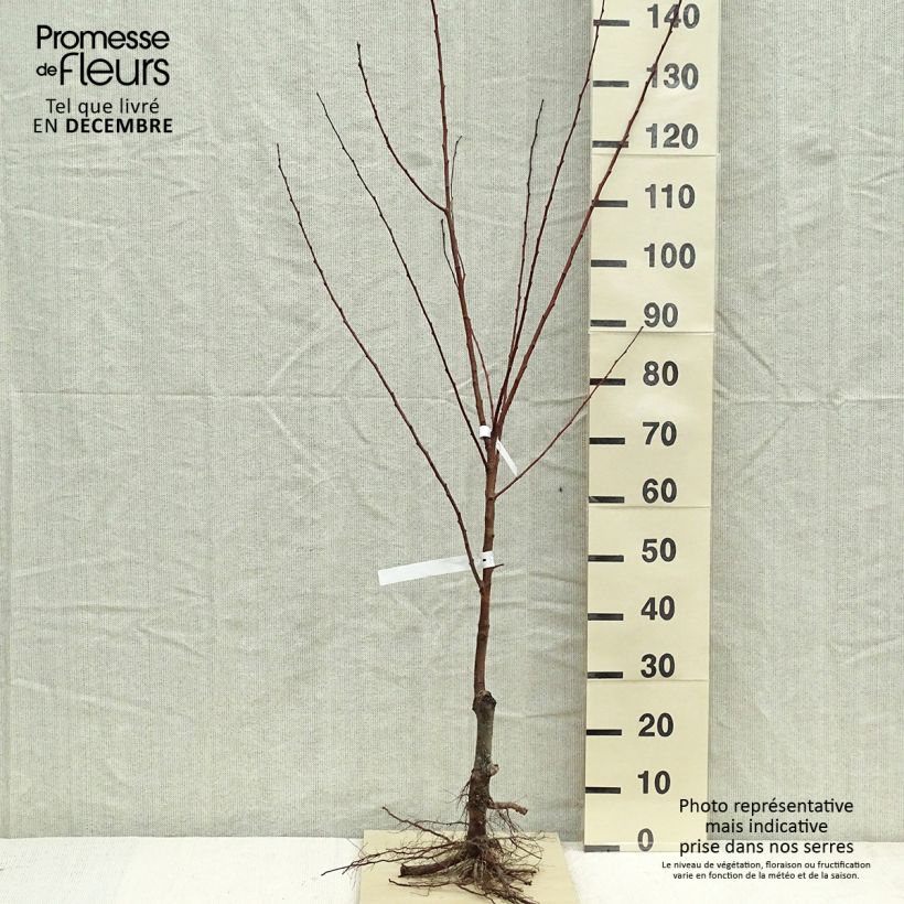 Example of Aprikose Polonais - Prunus armeniaca Wurzelnackt, Gobelet-Form as you get in hiver