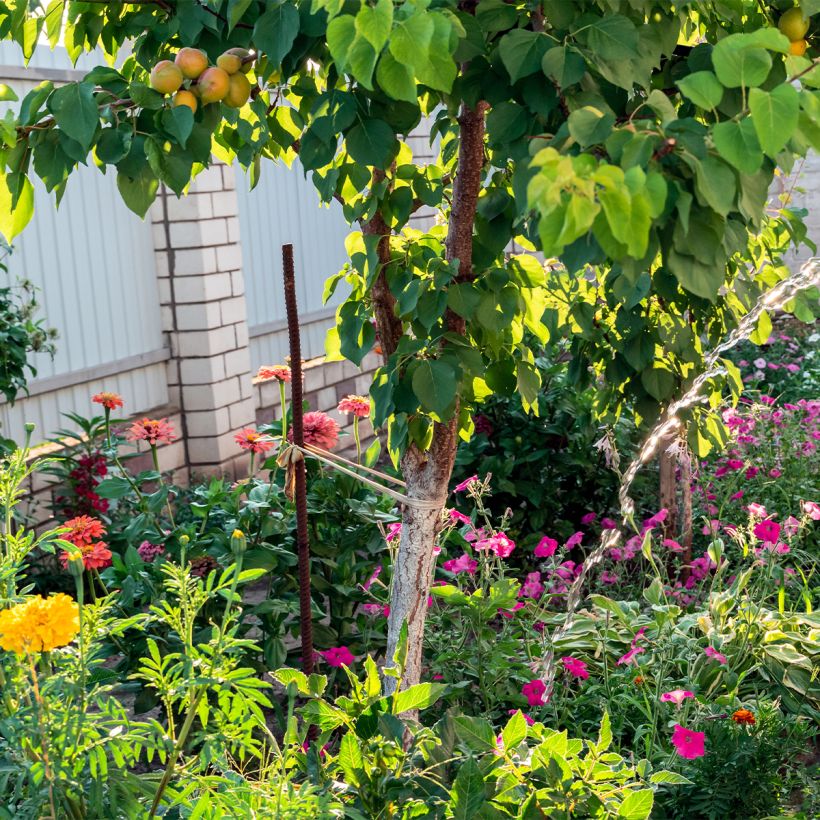 Aprikose Compacta - Prunus armeniaca (Wuchs)