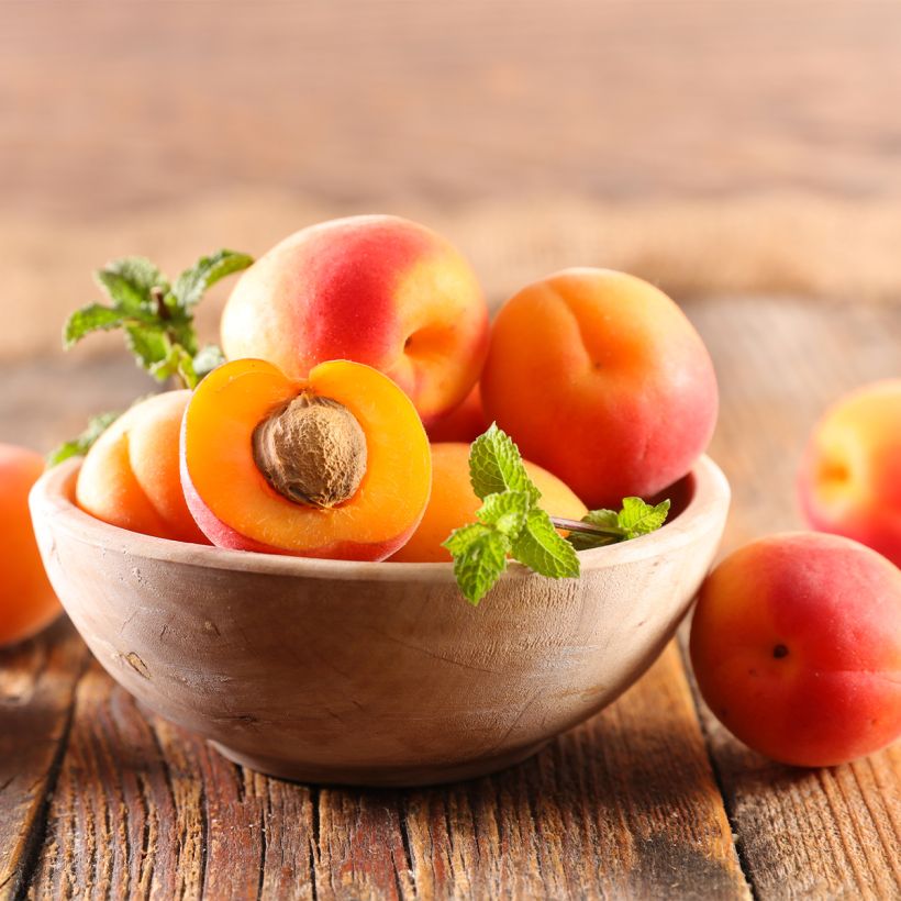 Aprikose Nanum - Prunus armeniaca (Harvest)