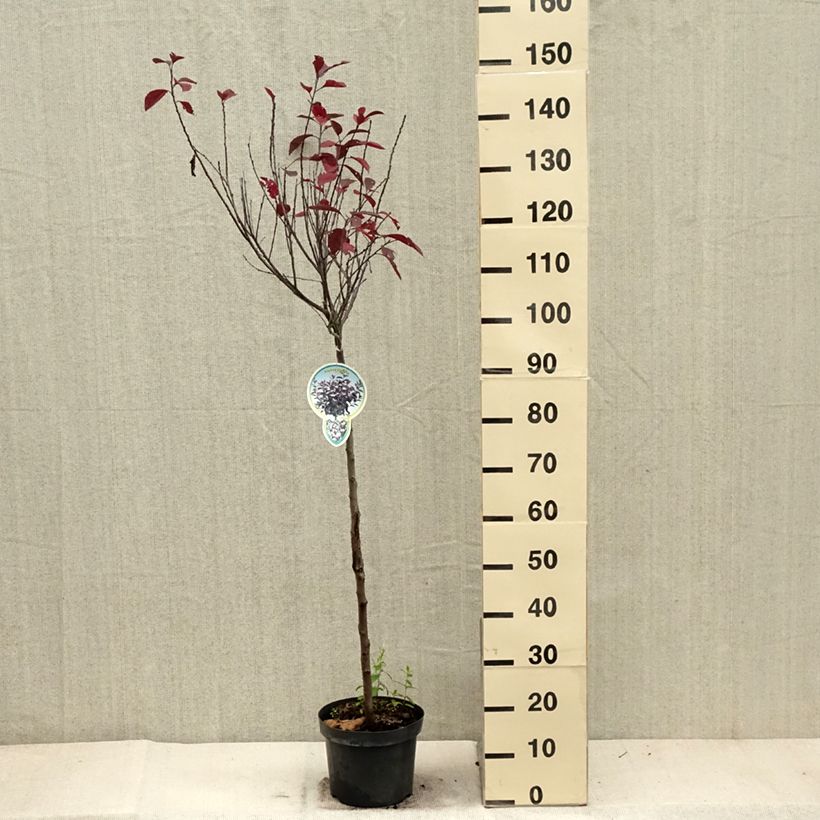 Exemplar von Zwerg-Blutpflaume - Prunus cistena Topf mit 4L/5L, Stamm wie im Herbst geliefert