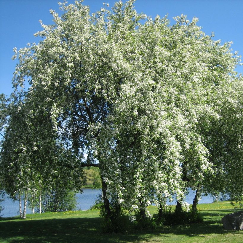 Gewöhnliche Trauben-Kirsche - Prunus padus (Wuchs)