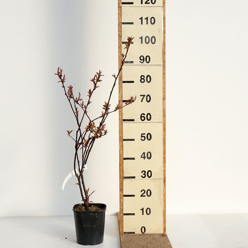 Exemplar von Gewöhnliche Trauben-Kirsche Colorata - Prunus padus Topf mit 4L/5L wie im Frühjahr geliefert