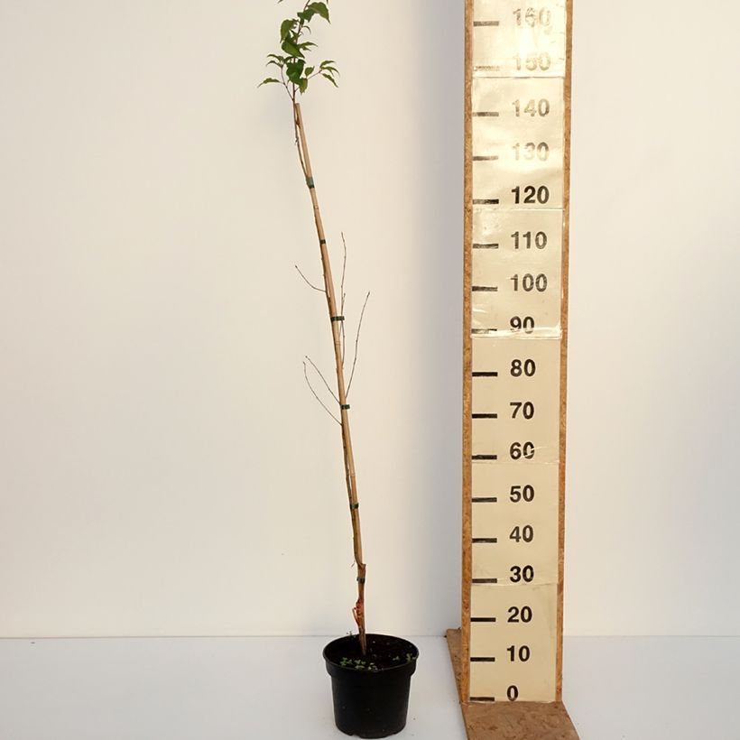 Exemplar von Himalaya Blütenkirsche - Prunus rufa Topf mit 4L/5L wie im Herbst geliefert