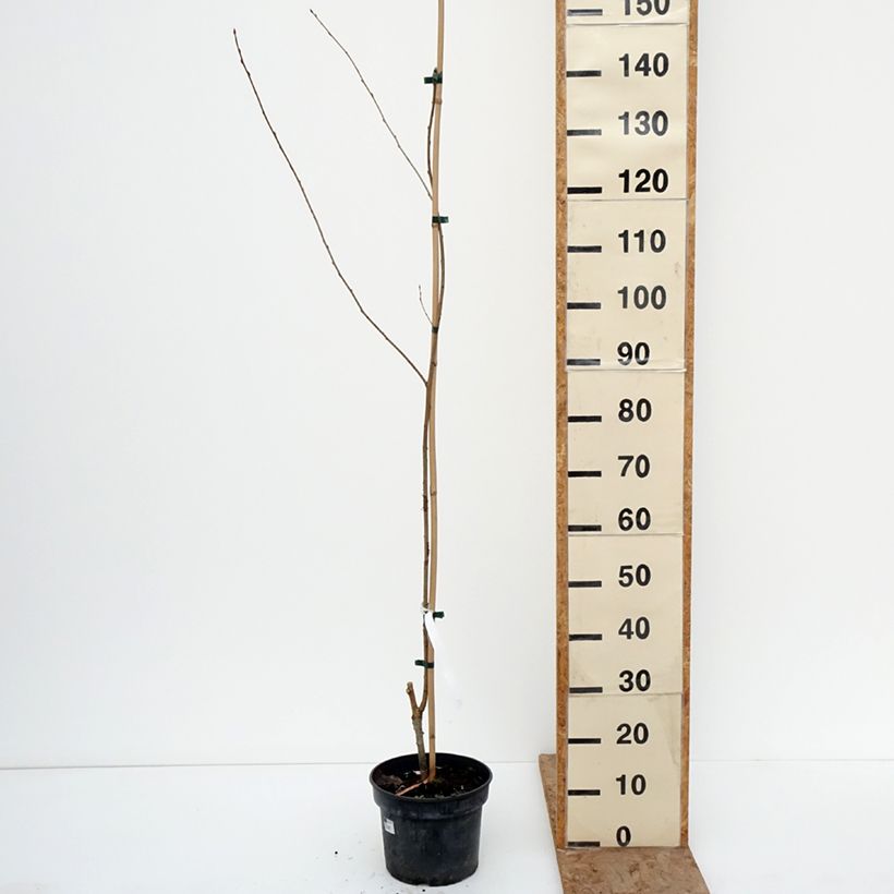 Example of Himalaya Blütenkirsche - Prunus rufa Topf mit 4L/5L as you get in hiver