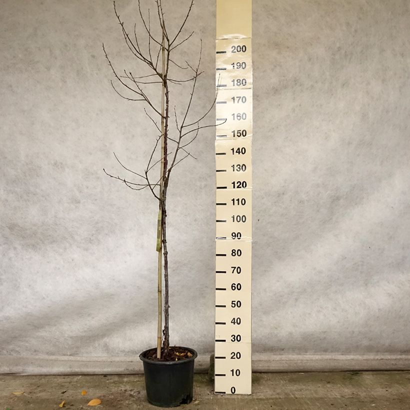 Exemplar von Mahagoni-Kirsche Amber Scots - Prunus serrula Topf mit 7,5L/10L, Stämmchen wie im Herbst geliefert
