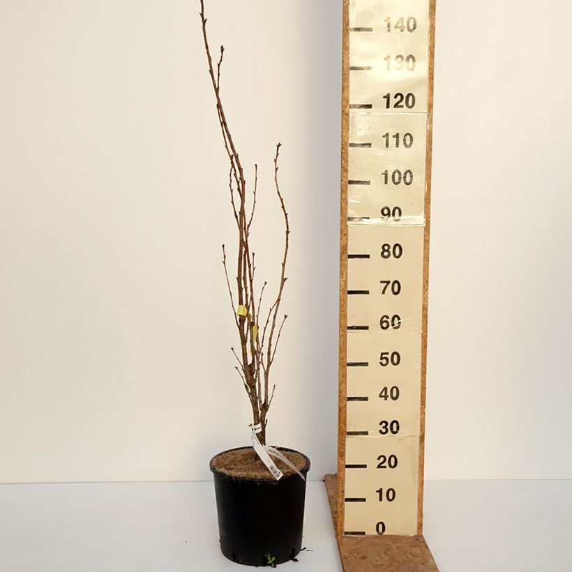 Exemplar von Zierkirsche Amanogawa - Prunus serrulata Topf mit 7,5L/10L wie im Herbst geliefert
