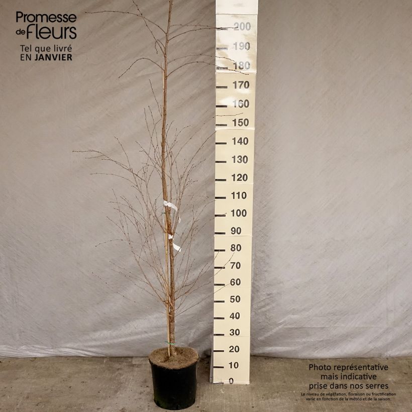 Exemplar von Zierkirsche The Bride - Prunus Topf mit 12L/15L, Stamm wie im Winter geliefert