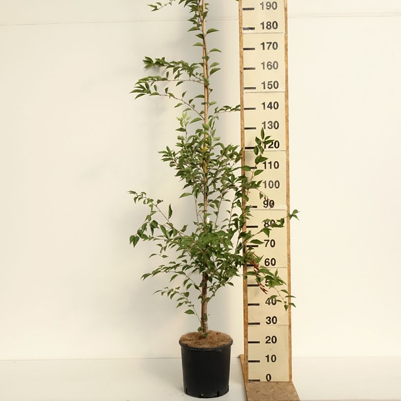 Exemplar von Zierkirsche The Bride - Prunus Topf mit 12L/15L, Stamm wie im Sommer geliefert