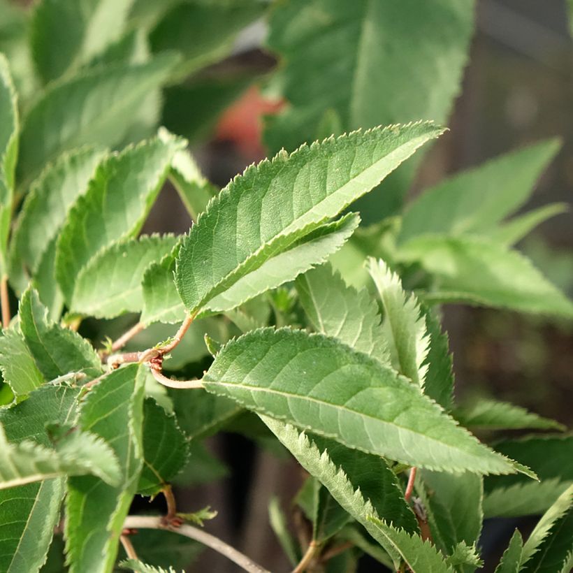 Zierkirsche The Bride - Prunus (Laub)