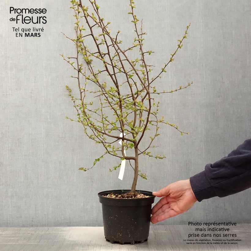 Example of Pseudocydonia sinensis - Chinesische Quitte Topf mit 3L/4L as you get in printemps