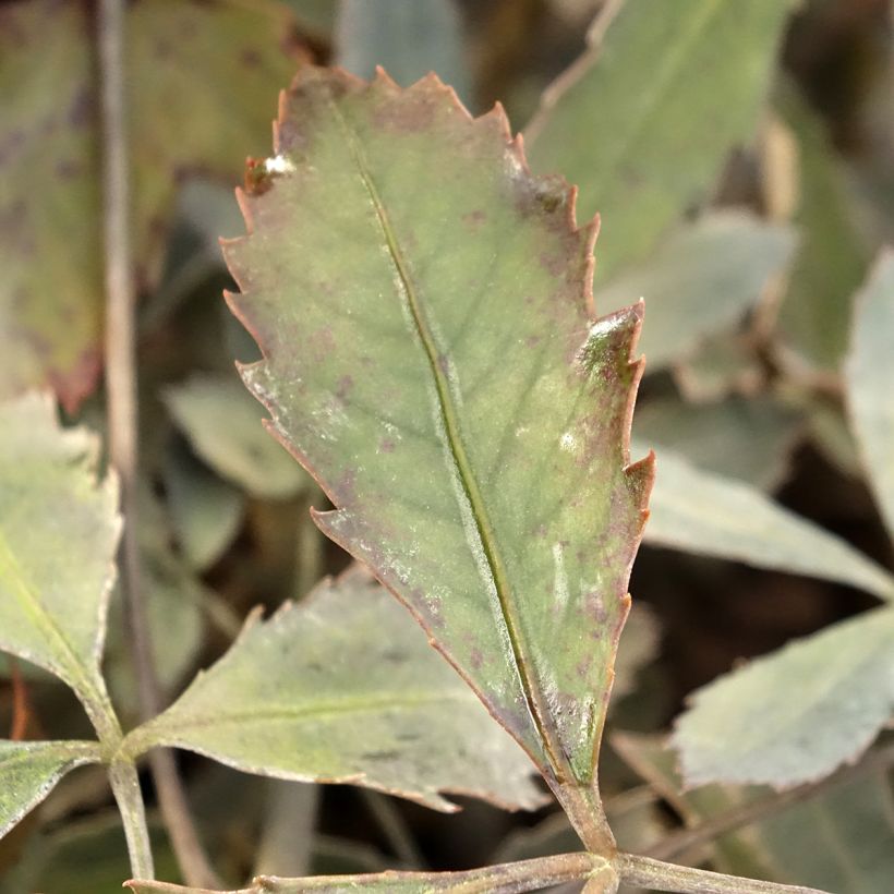 Pseudopanax Rangatira (Laub)